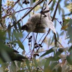 Philemon corniculatus at Wanniassa, ACT - 2 Nov 2022