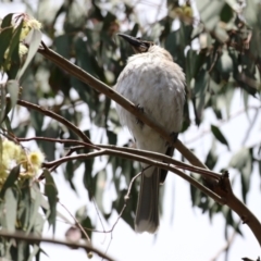 Philemon corniculatus at Wanniassa, ACT - 2 Nov 2022