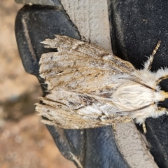 Lymantriinae (subfamily) (Unidentified tussock moths) at Isaacs, ACT - 3 Nov 2022 by Mike