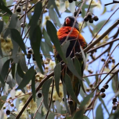 Trichoglossus moluccanus (Rainbow Lorikeet) at Wanniassa, ACT - 2 Nov 2022 by RodDeb