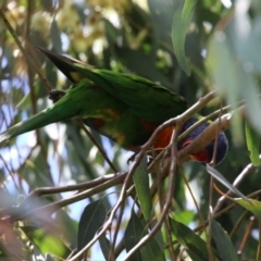 Trichoglossus moluccanus at Wanniassa, ACT - 2 Nov 2022