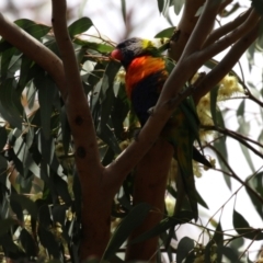 Trichoglossus moluccanus at Wanniassa, ACT - 2 Nov 2022