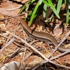 Lampropholis delicata (Delicate Skink) at Isaacs, ACT - 3 Nov 2022 by Mike