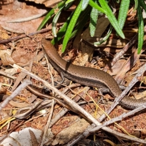 Lampropholis delicata at Isaacs, ACT - 3 Nov 2022