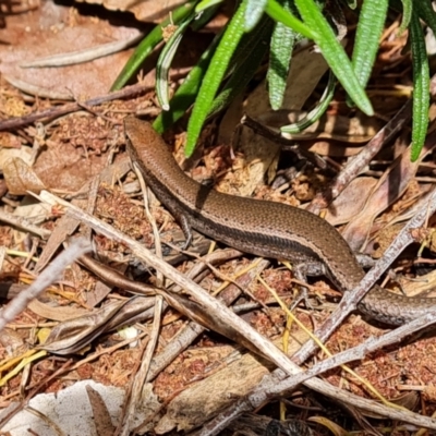 Lampropholis delicata (Delicate Skink) at Isaacs, ACT - 3 Nov 2022 by Mike