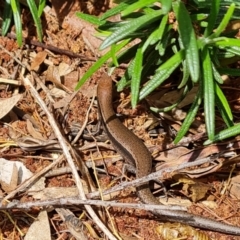 Lampropholis delicata at Isaacs, ACT - 3 Nov 2022