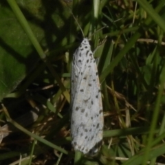 Utetheisa (genus) (A tiger moth) at Paddys River, ACT - 2 Nov 2022 by JohnBundock