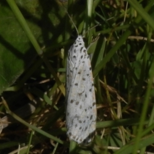 Utetheisa (genus) at Paddys River, ACT - 2 Nov 2022 09:55 AM