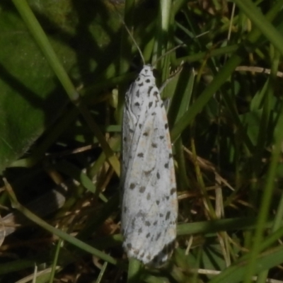 Utetheisa (genus) (A tiger moth) at Paddys River, ACT - 1 Nov 2022 by JohnBundock