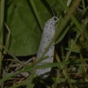 Utetheisa (genus) at Paddys River, ACT - 2 Nov 2022 09:55 AM