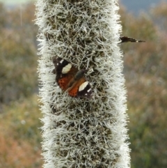 Vanessa itea (Yellow Admiral) at Coree, ACT - 3 Nov 2022 by GirtsO