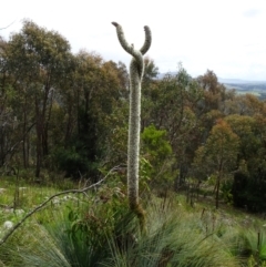 Xanthorrhoea glauca subsp. angustifolia (Grey Grass-tree) at Coree, ACT - 3 Nov 2022 by GirtsO