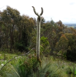 Xanthorrhoea glauca subsp. angustifolia at Coree, ACT - suppressed