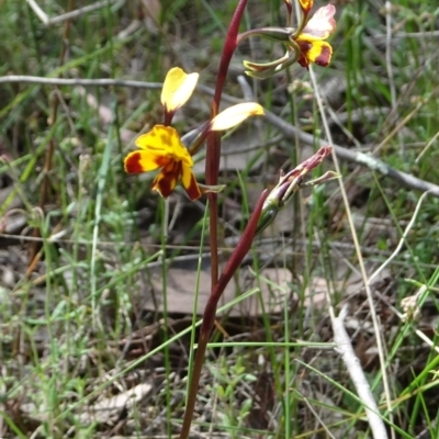 Diuris semilunulata (Late Leopard Orchid) at Coree, ACT - 3 Nov 2022 by GirtsO