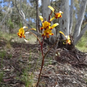 Diuris semilunulata at Coree, ACT - suppressed