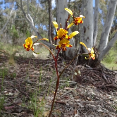 Diuris semilunulata (Late Leopard Orchid) at Coree, ACT - 2 Nov 2022 by GirtsO