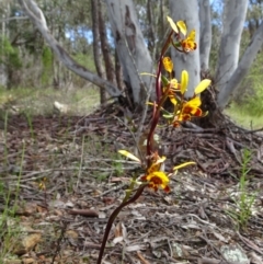 Diuris semilunulata at Coree, ACT - suppressed