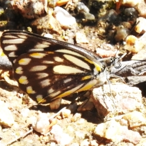 Belenois java at Paddys River, ACT - 2 Nov 2022 10:43 AM