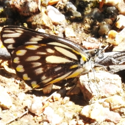 Belenois java (Caper White) at Paddys River, ACT - 1 Nov 2022 by JohnBundock