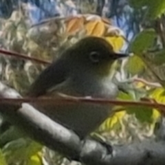 Zosterops lateralis at Bungendore, NSW - 3 Nov 2022