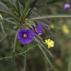 Solanum linearifolium (Kangaroo Apple) at Black Mountain - 3 Nov 2022 by amiessmacro