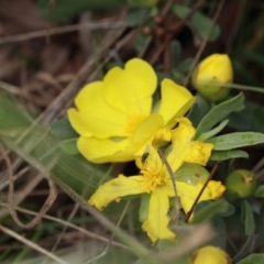 Hibbertia obtusifolia (Grey Guinea-flower) at Black Mountain - 3 Nov 2022 by amiessmacro