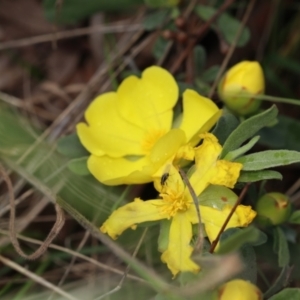 Hibbertia obtusifolia at Acton, ACT - 3 Nov 2022