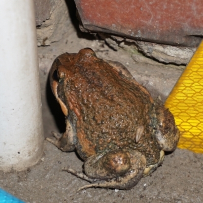 Limnodynastes dumerilii (Eastern Banjo Frog) at Ngunnawal, ACT - 3 Nov 2022 by Spelio