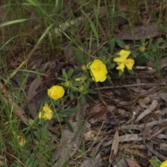 Hibbertia obtusifolia (Grey Guinea-flower) at Acton, ACT - 3 Nov 2022 by amiessmacro