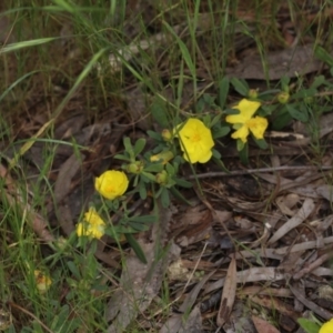 Hibbertia obtusifolia at Acton, ACT - 3 Nov 2022