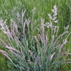 Holcus lanatus at Bungendore, NSW - 2 Nov 2022 07:10 PM