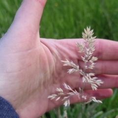 Holcus lanatus at Bungendore, NSW - 2 Nov 2022 07:10 PM