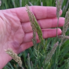 Holcus lanatus at Bungendore, NSW - 2 Nov 2022 07:10 PM