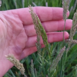 Holcus lanatus at Bungendore, NSW - 2 Nov 2022 07:10 PM