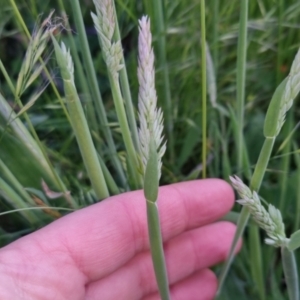 Holcus lanatus at Bungendore, NSW - 2 Nov 2022 07:10 PM