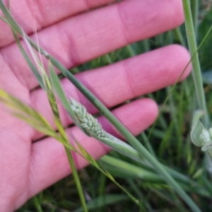 Holcus lanatus at Bungendore, NSW - 2 Nov 2022 07:10 PM