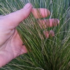 Nassella trichotoma at Bungendore, NSW - 2 Nov 2022