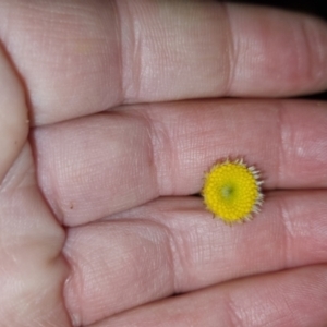 Leptorhynchos squamatus at Bungendore, NSW - 2 Nov 2022 07:46 PM