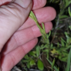 Leptorhynchos squamatus at Bungendore, NSW - 2 Nov 2022 07:46 PM