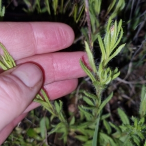 Leptorhynchos squamatus at Bungendore, NSW - 2 Nov 2022