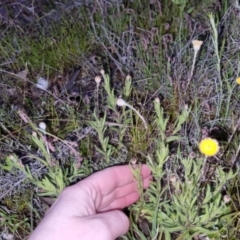 Leptorhynchos squamatus at Bungendore, NSW - 2 Nov 2022 07:46 PM