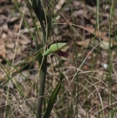 Calochilus platychilus at Gundaroo, NSW - 29 Oct 2022