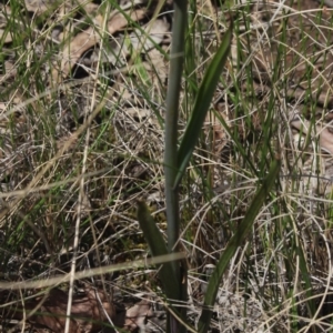 Calochilus platychilus at Gundaroo, NSW - 29 Oct 2022