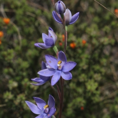 Thelymitra megcalyptra (Swollen Sun Orchid) at MTR591 at Gundaroo - 30 Oct 2022 by MaartjeSevenster