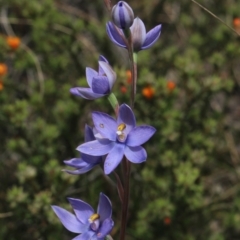 Thelymitra megcalyptra (Swollen Sun Orchid) at Gundaroo, NSW - 30 Oct 2022 by MaartjeSevenster