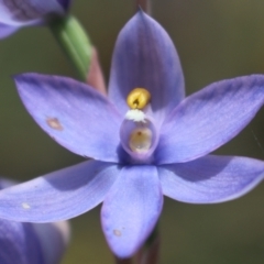 Thelymitra megcalyptra at Gundaroo, NSW - suppressed