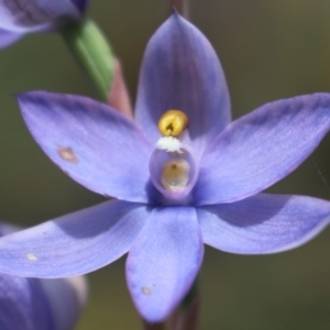 Thelymitra megcalyptra at Gundaroo, NSW - 30 Oct 2022