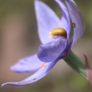 Thelymitra megcalyptra at Gundaroo, NSW - suppressed