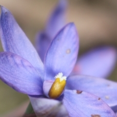 Thelymitra megcalyptra at Gundaroo, NSW - suppressed