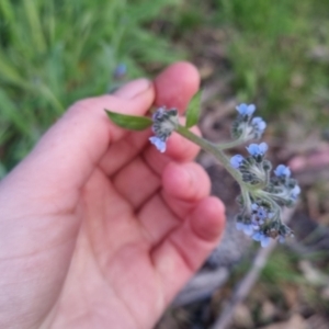 Cynoglossum australe at Bungendore, NSW - 2 Nov 2022 07:03 PM